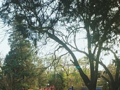 -北京大学燕东园