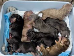 -嘉馨宠物医院·CT影像转诊·心脏科·犬猫全科诊疗中心(下沙大学城院区)