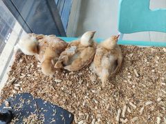 -怪兽屋·羊驼·猫咖·狗咖(俊华广场店)