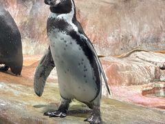 -海合安武汉极地海洋公园