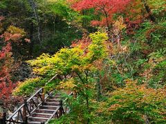 -天女山森林公园