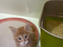 -青奢宠物·青奢猫舍