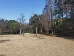 -上海滨江森林公园