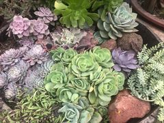 -悦哉·派对·草坪婚礼·围炉煮茶(三圣乡店)