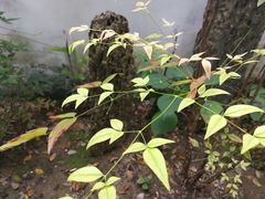-绮园景区