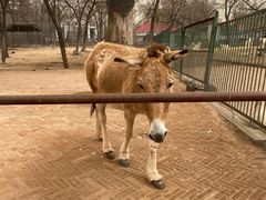 -秦皇岛野生动物园