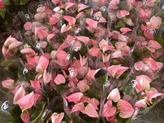 -龙大花卉苗木市场