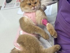 -瑞派·关忠动物医院·猫专科·犬专科(三环新城店)