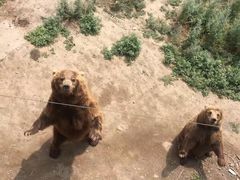 -新疆天山野生动物园