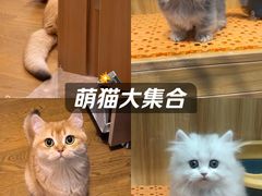 -欣宠猫屋·矮脚拿破仑·蓝金金渐层