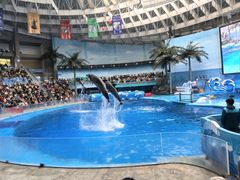 -海合安成都极地海洋公园