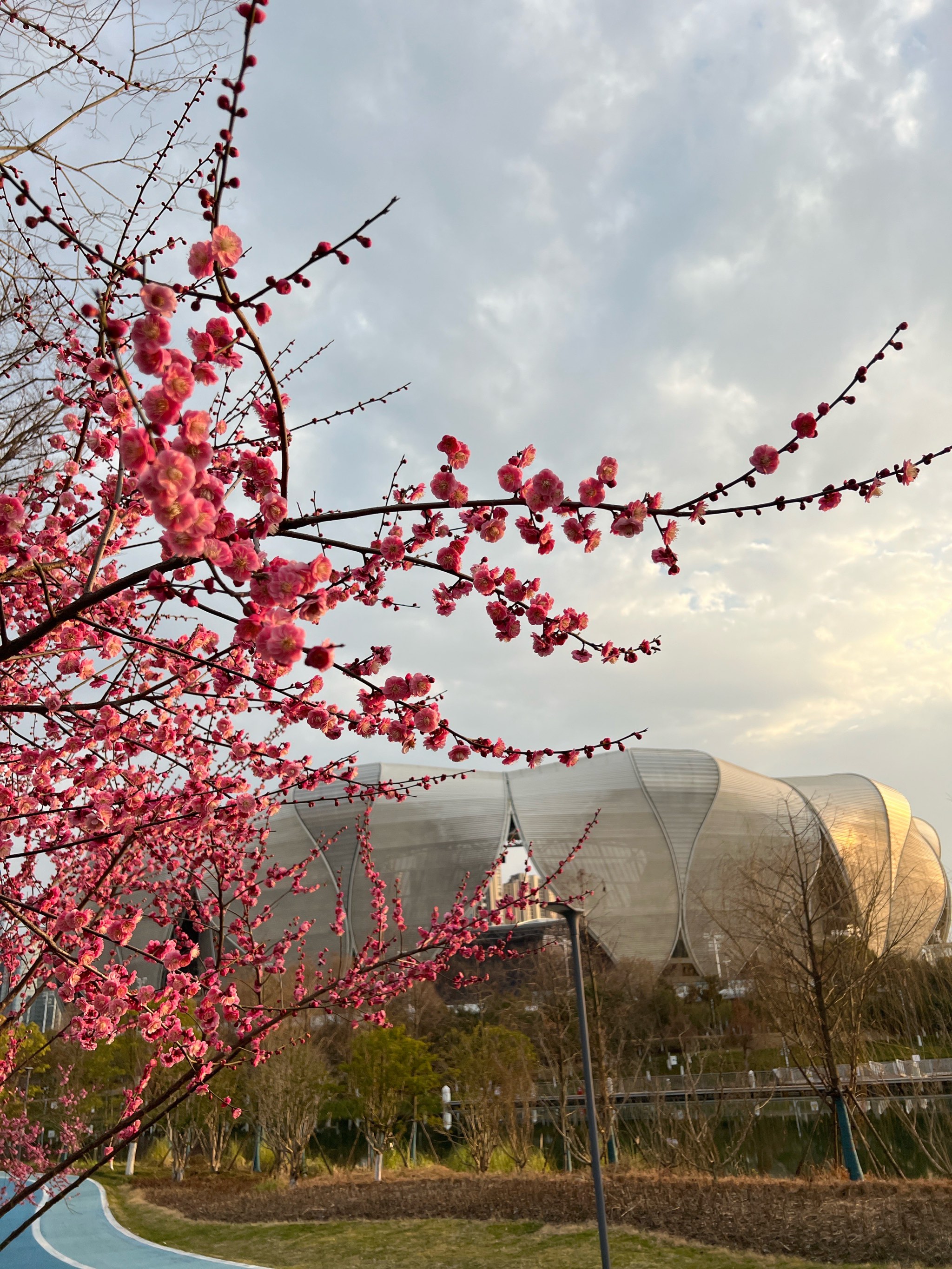 汤湖公园梅花图片