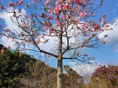 -广州市流溪河国家森林公园