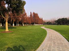 -合肥滨湖国家森林公园