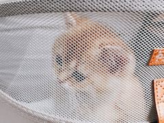 -pd派德宠物中心医院24H急重症·眼科中心·血液透析中心(嵩山北路店)