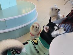 -怪兽屋·羊驼·猫咖·狗咖(俊华广场店)