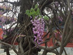-北京国子监胡同