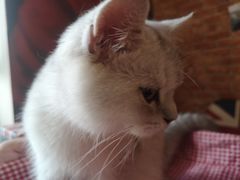 -名猫咖啡馆·撸猫·拼豆