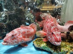 -紫阳海鲜楼·传承闽味(长乐路总店)