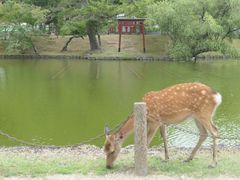 -奈良公园