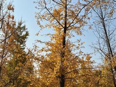 -重庆中央公园(渝北区)