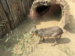 -大连森林动物园