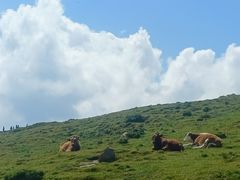 -芦芽山旅游度假区