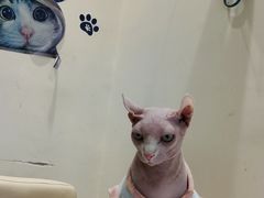 -藏猫猫咖啡主题馆(中央大道店)