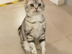 -三花喵·撸猫购宠·宠物生活馆(虹桥南丰城店)