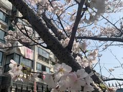 -高东镇樱花园