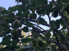 -哈密回王府景区