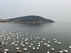-烟墩角天鹅湖