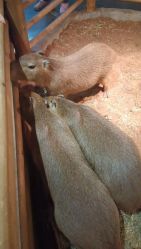 -Zoolung Zoolung动物主题公园(海信广场店)