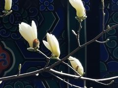 -大觉寺-停车场