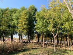 -上海长兴岛郊野公园