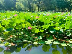 -石家庄市植物园
