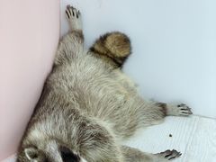 -浣熊柯尔鸭土拨鼠·电玩咖