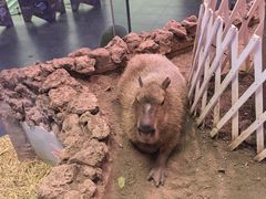 -正佳雨林生态植物园