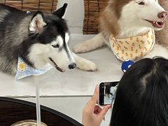 -星多哈·狗咖·拼豆·咖啡
