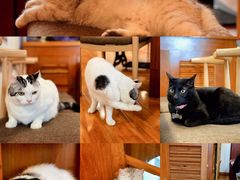 -喵园·猫主题咖啡厅·撸猫·猫咖(国贸店)
