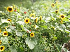 -昆山城市生态森林公园