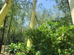 -合肥滨湖国家森林公园