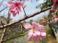 -中国科学院华南植物园