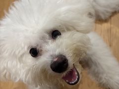 -翊宠yipet猫狗购宠庄园