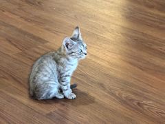 -楼上猫咖(罗湖店)