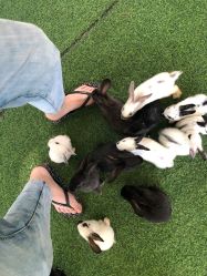 -萌宠亲子动物乐园(槐房万达店)