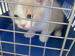 -小猫来了·猫舍(红山六九七九店)