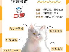 -Bastet sally猫舍购宠(静安店)