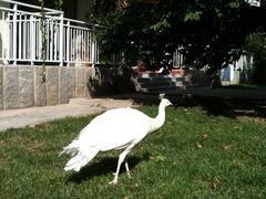 院子里-湖景温泉