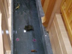 -九田家黑牛烤肉料理(衡百国际店)